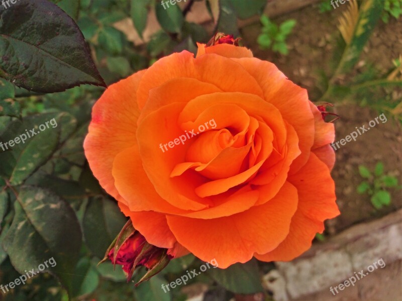 Orange Nature Blossom Petals Flowers