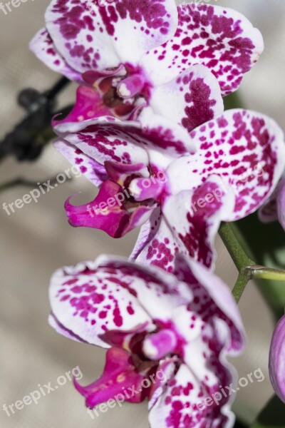 Orchid Flowers Pink Exotic Flora