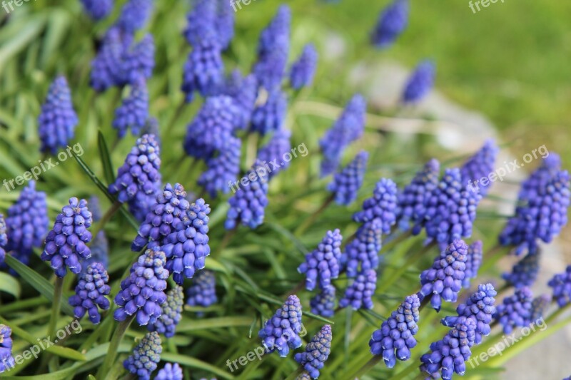 Muscari Flowering Blue Blue Flowers Free Photos