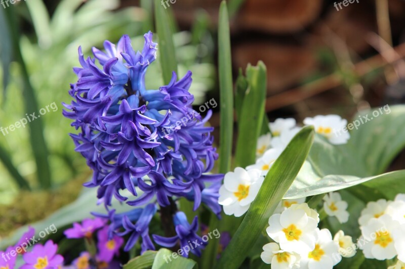 Hyacinth Hyacinth Blue Fragrant Flowers Free Photos