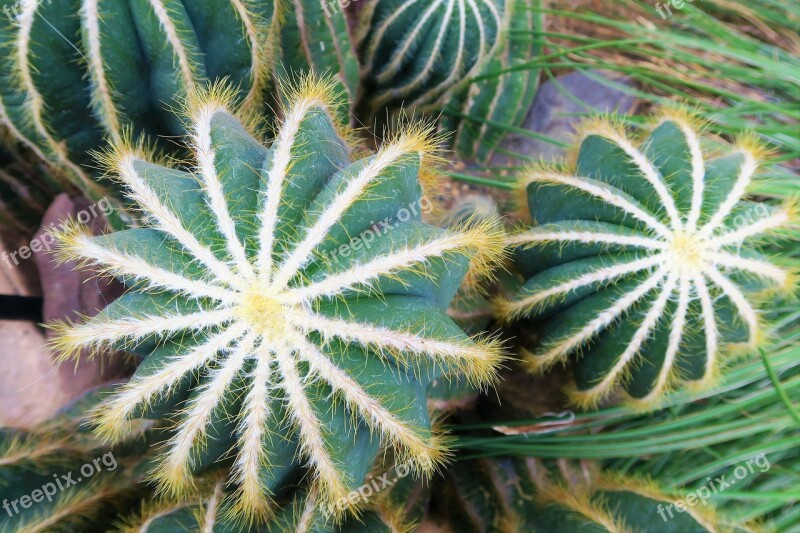 Cactus Nature Plant Green Flower