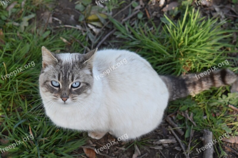 Cat Pussy Cat With Blue Eyes Pussy Nala Sitting Animal