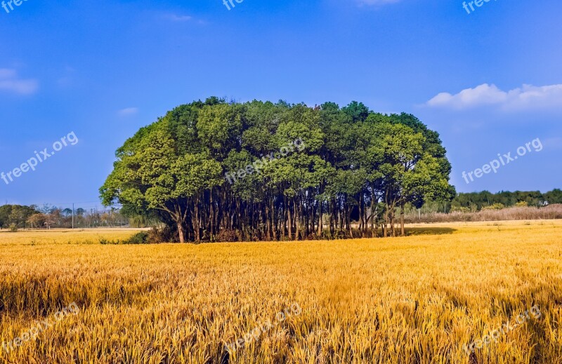 Rice Big Trees Yellow Blue Sky White Cloud