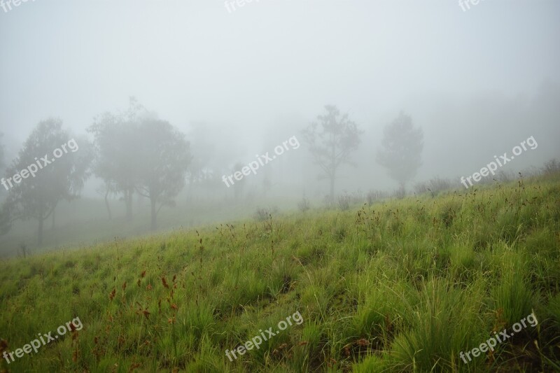 Mist Forest Fog Landscape Nature