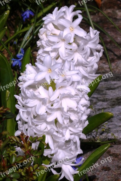 Hyacinth Flower White Spring Flower Plant