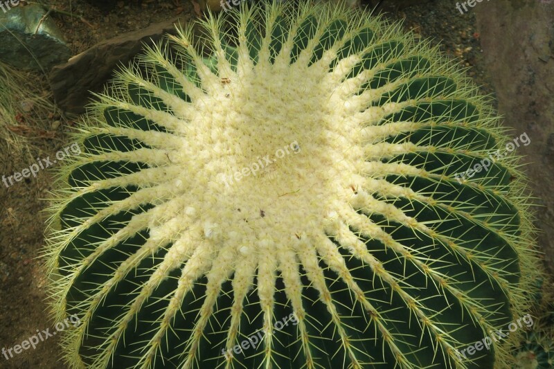 Cactus Nature Botanical Plant Green