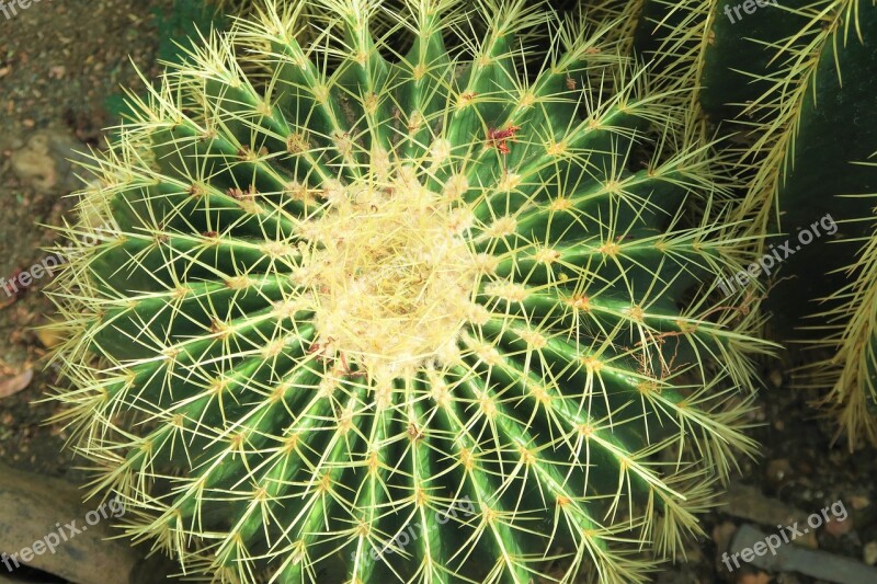 Cactus Plant Nature Botanical Green