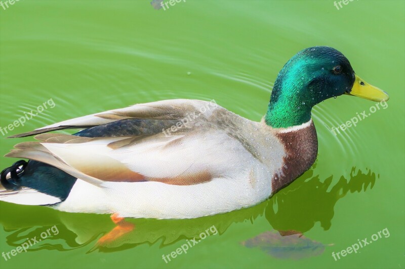 Duck Bird Water Lake Green