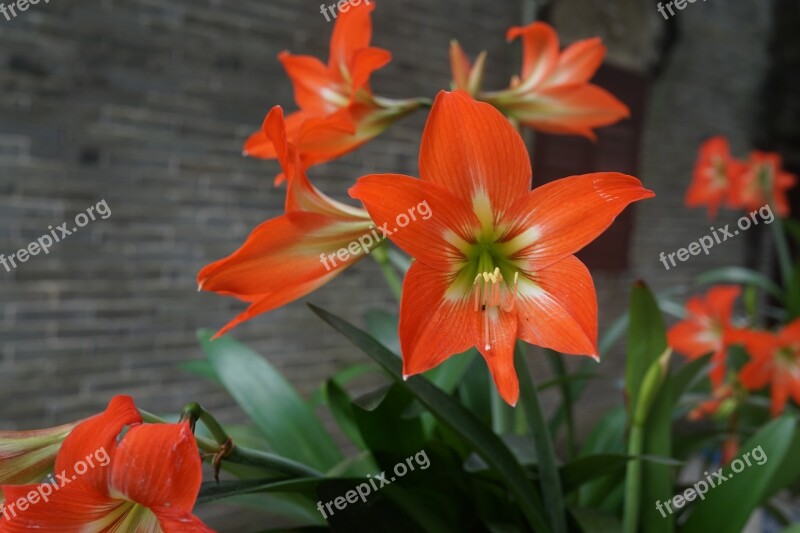 Amaryllis Red Flower China Flower Bulbs Agriculture Gardening