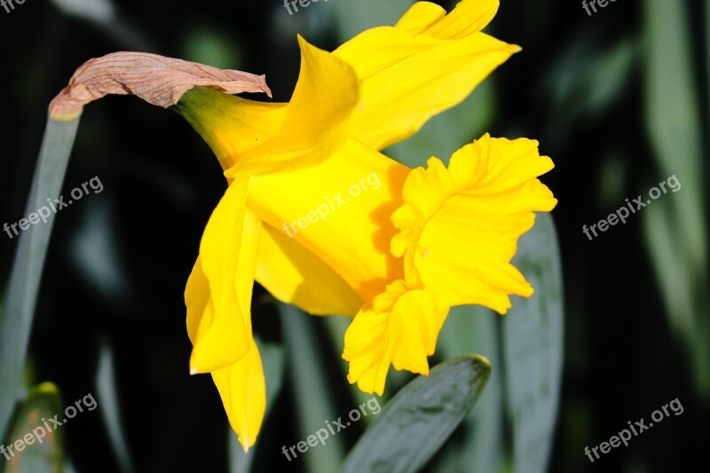 Narcissus Daffodil Spring Flower Yellow Blossom