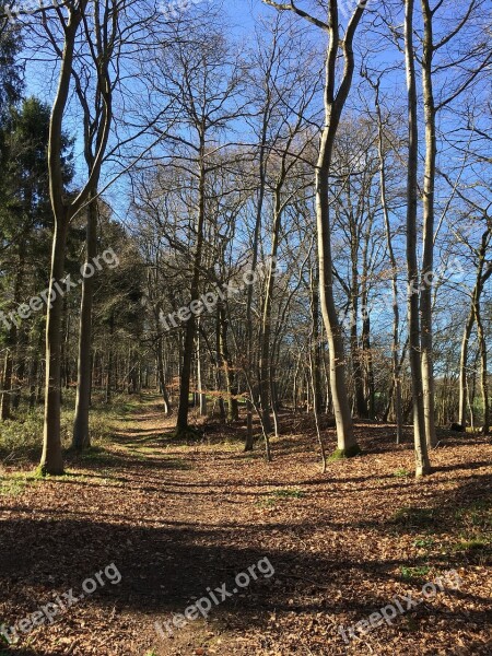 Woods Woodland Path Walk Trees