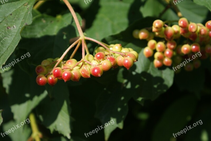 Berries Plant Nature Green Garden