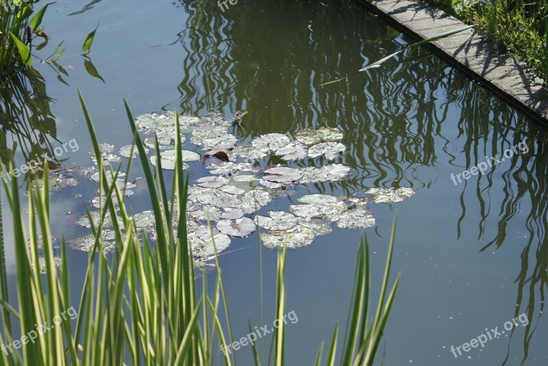 Plants Water Pond Nature Water Lily