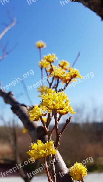 Cornus Cornus Flower Spring Flowers Yellow Flowers Sky