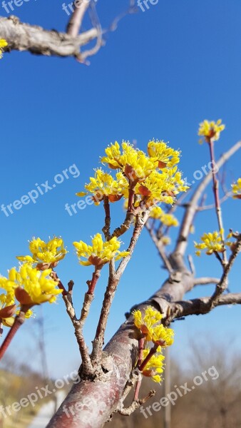 Cornus Spring Flowers Cornus Flower Yellow Flowers Sky