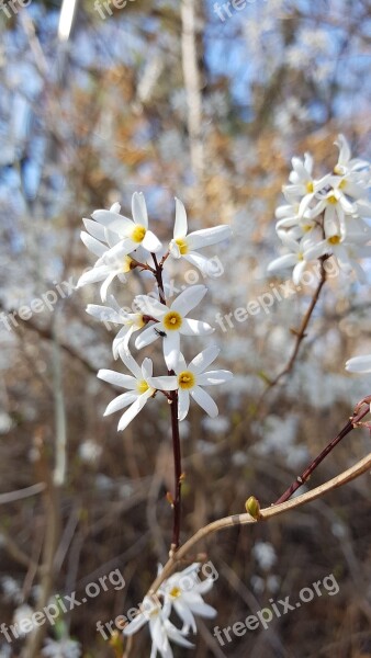 Us Ship Tree Spring Flowers Usa Ship Flower White Flower Us Ship