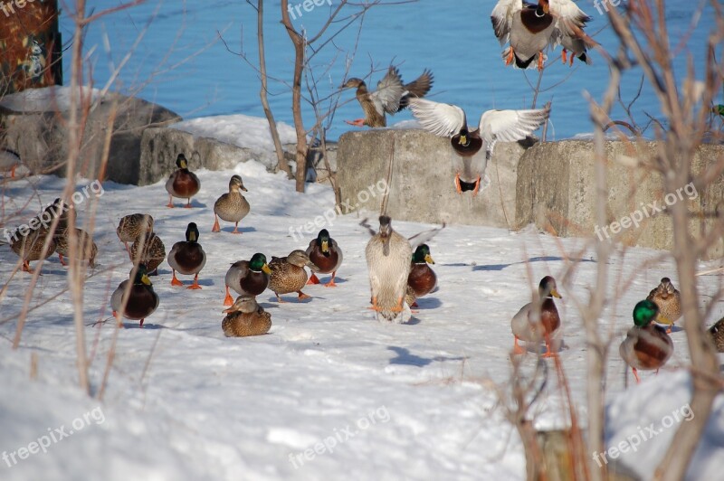 Canard Duck Winter Animal Québec