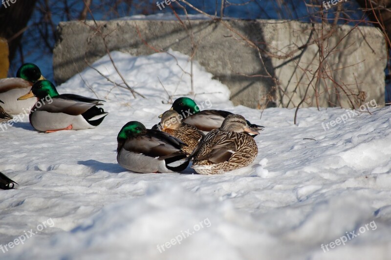 Canard Duck Winter Animal Québec