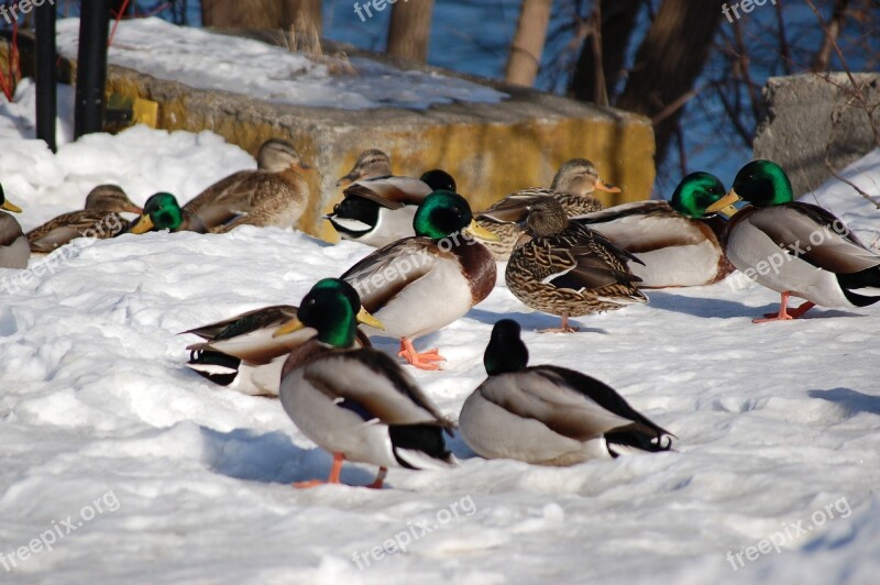 Canard Duck Winter Animal Québec