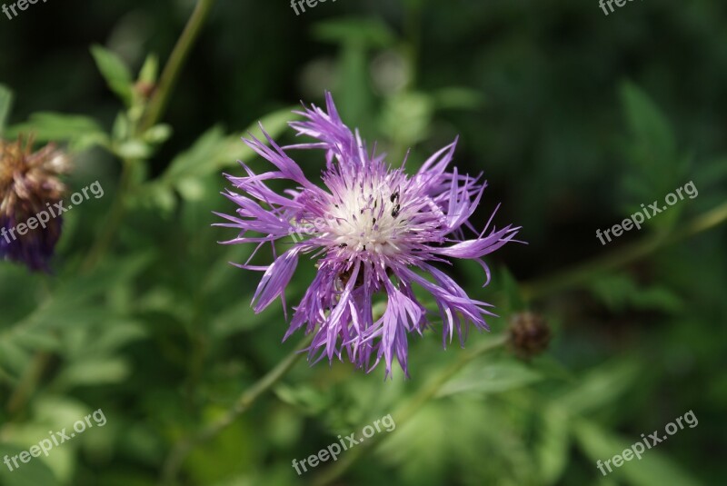 Flower Nature Plant Garden Summer