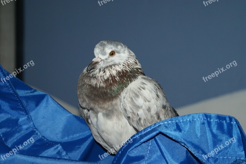 Pigeon Bird Plumage Feathers Animals