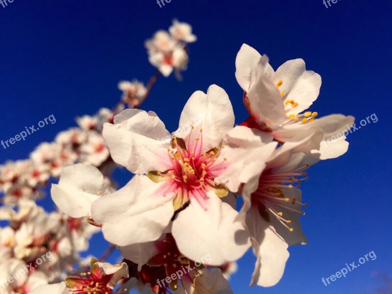 Gran Canaria Flowers Nature Tejeda Almond Flowers