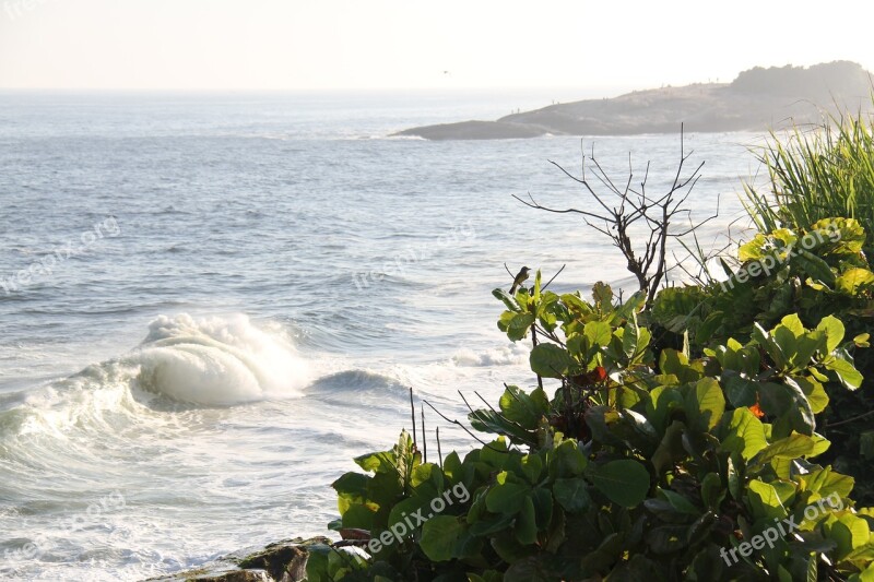 Copacabana Brazilwood Rio De Janeiro Ocean Bird