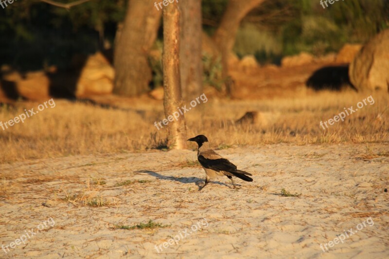 Corneille Beach Coti-chiavari Sea Animal