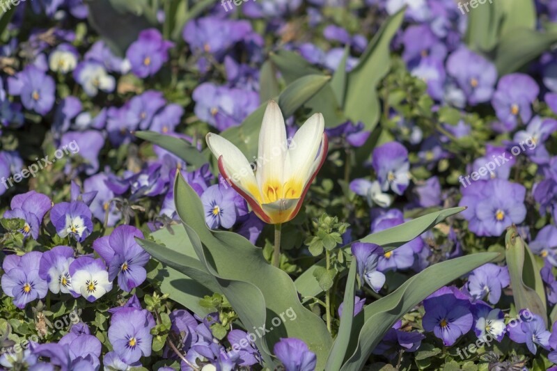 Tulip Pansy Flowers Blue Yellow