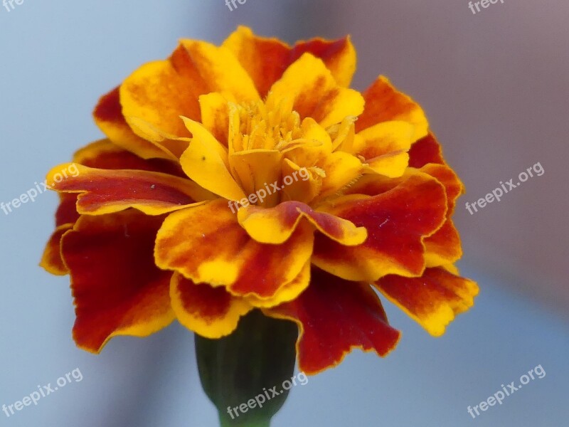 Tagete Flower Nature Orange Colorful