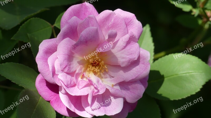 Rosa Flower Nature Garden Spring