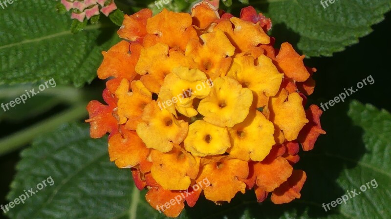 Lantana Flower Garden Nature Plant