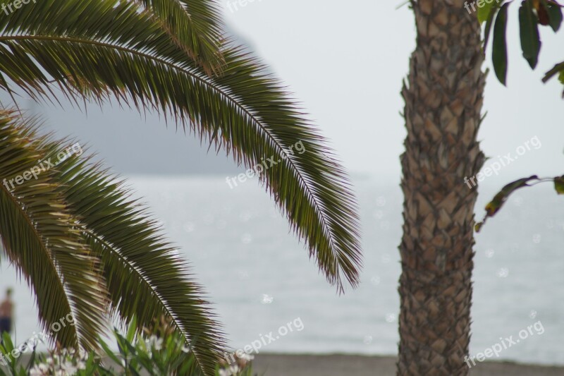 Palm Trees Sea Vacations Water Summer