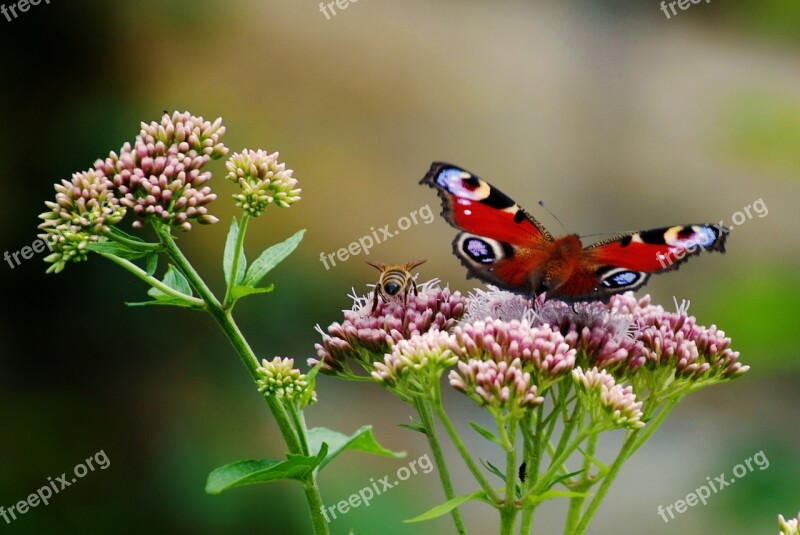 Butterfly Flower Nature Insect Blossom