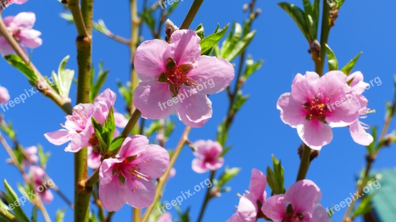 Flowers Peach Nature Garden Closeup