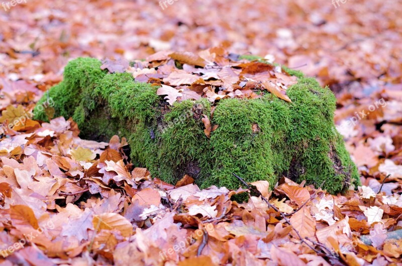 Tree Moss Forest Nature Autumn