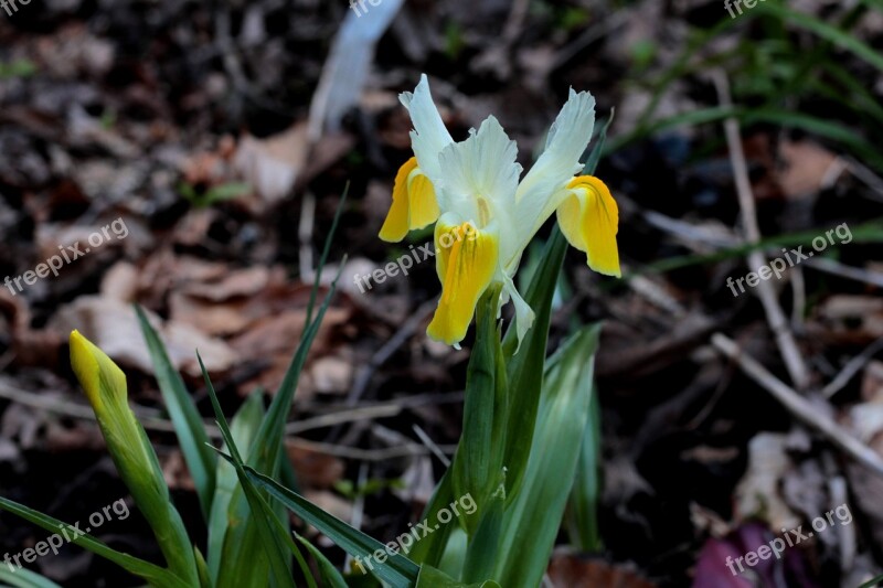 Irises Yellow White Garden Spring