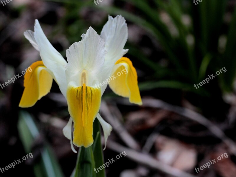 Iris White Yellow Spring Flower