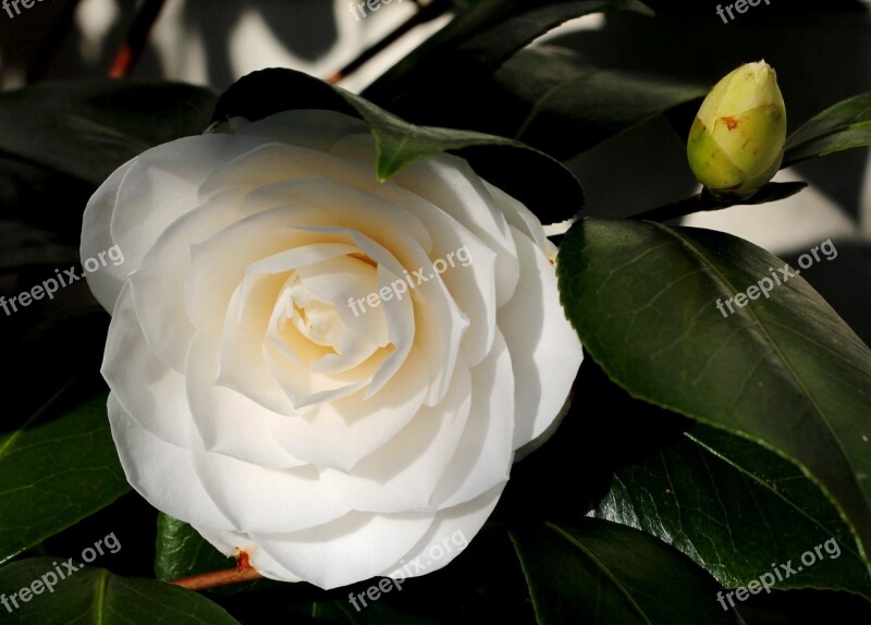 Camellia White Flower Winterbloeier Green