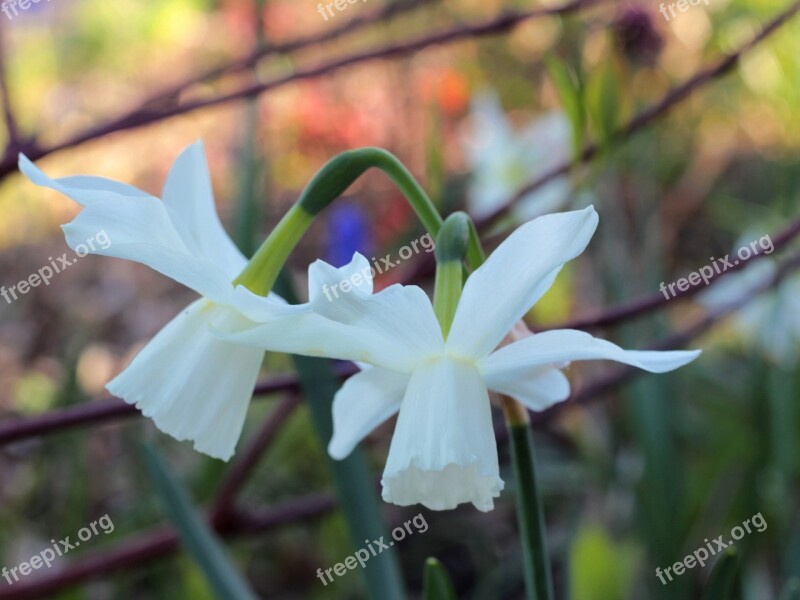 Narcissus White Flowers Spring Spring Flower