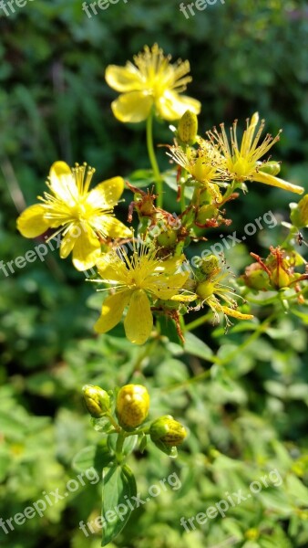 Grass Fireflies The Ordinary Hunter Yellow Flower Summer