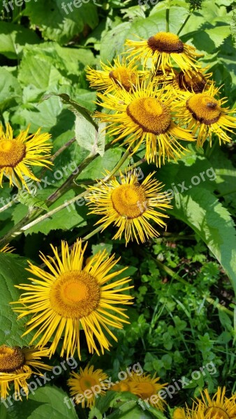 Elecampane Flowers Yellow Flower Nature