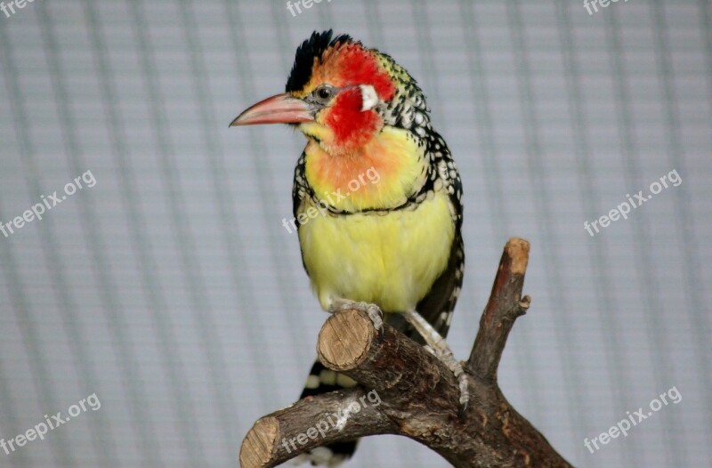 Bird Colorful Plumage Zoo Exotic