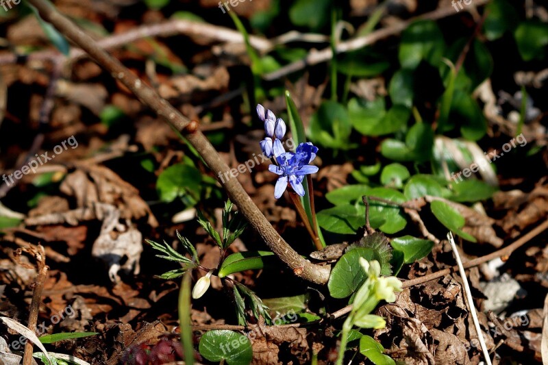 Hyacinth Spring Spring Flowers Purple Blossom