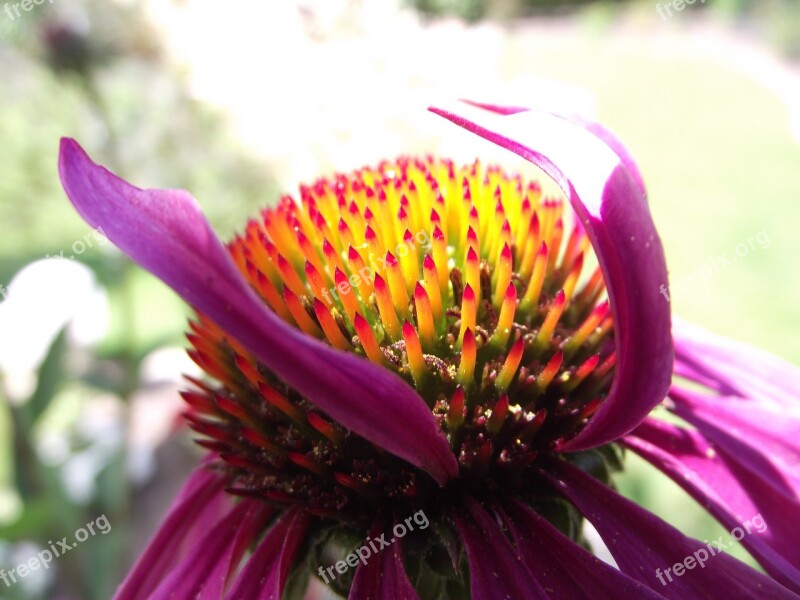 Flower Blossom Bloom Nature Plant