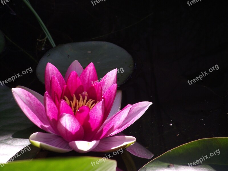 Nuphar Lutea Garden Pond Water Lily Aquatic Plant Nature