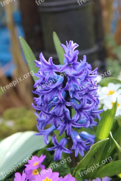 Hyacinth Hyacinth Blue Fragrant Flowers Free Photos