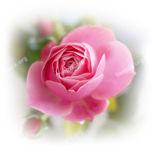 Rose Flower Blossom Bloom Love