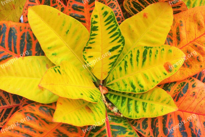 Leaves Tropical Yellow Beautiful Nature