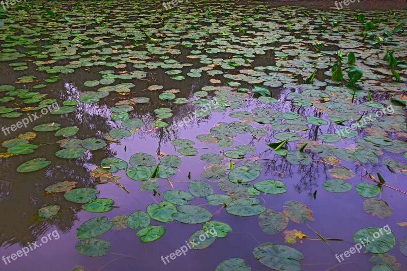 Water Lilies Springtime Outdoor Pond Tranquil